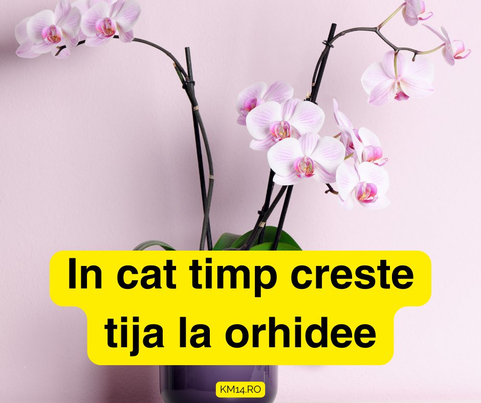 In cat timp creste tija la orhidee - cum ajutam planta?