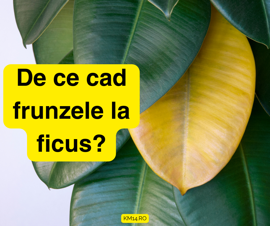 De ce cad frunzele la ficus?