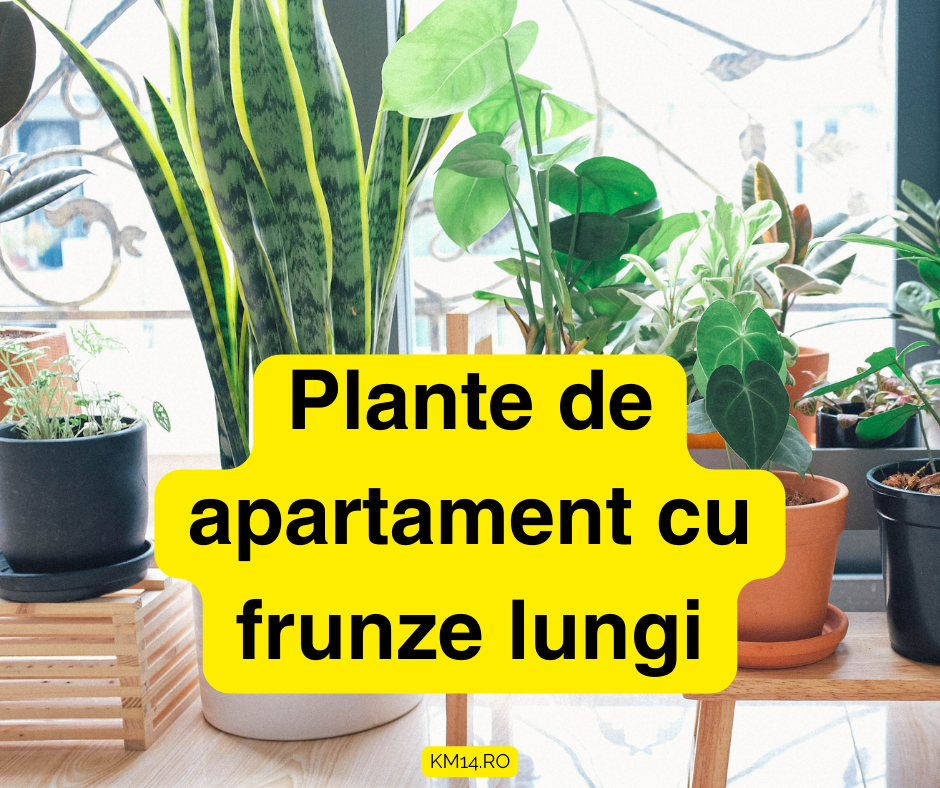 Plante de apartament cu frunze lungi - cum le îngrijim?