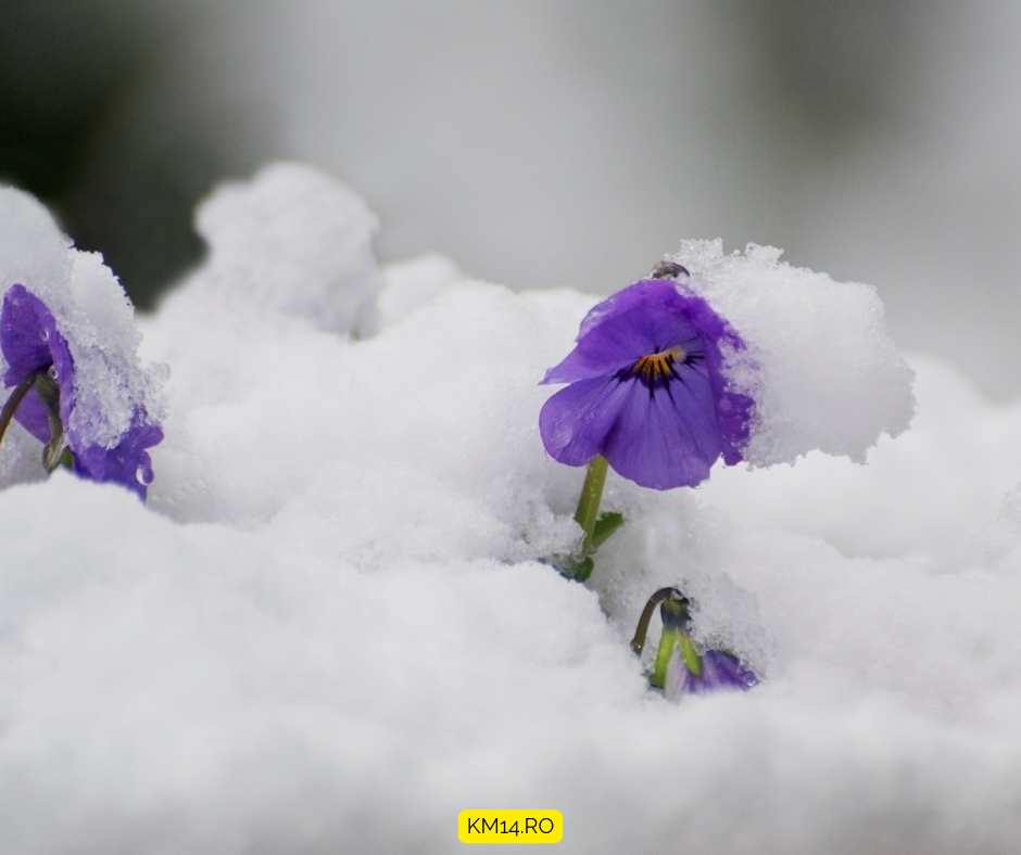 Panseluta - Viola (Viola cornuta)