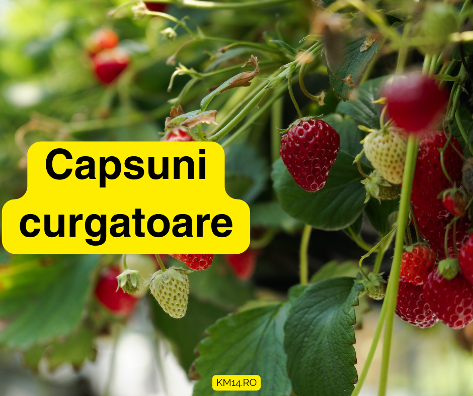 Capsuni curgatoare - locatie, sol, udare, fertilizare, înmulțire, etc - ghid complet
