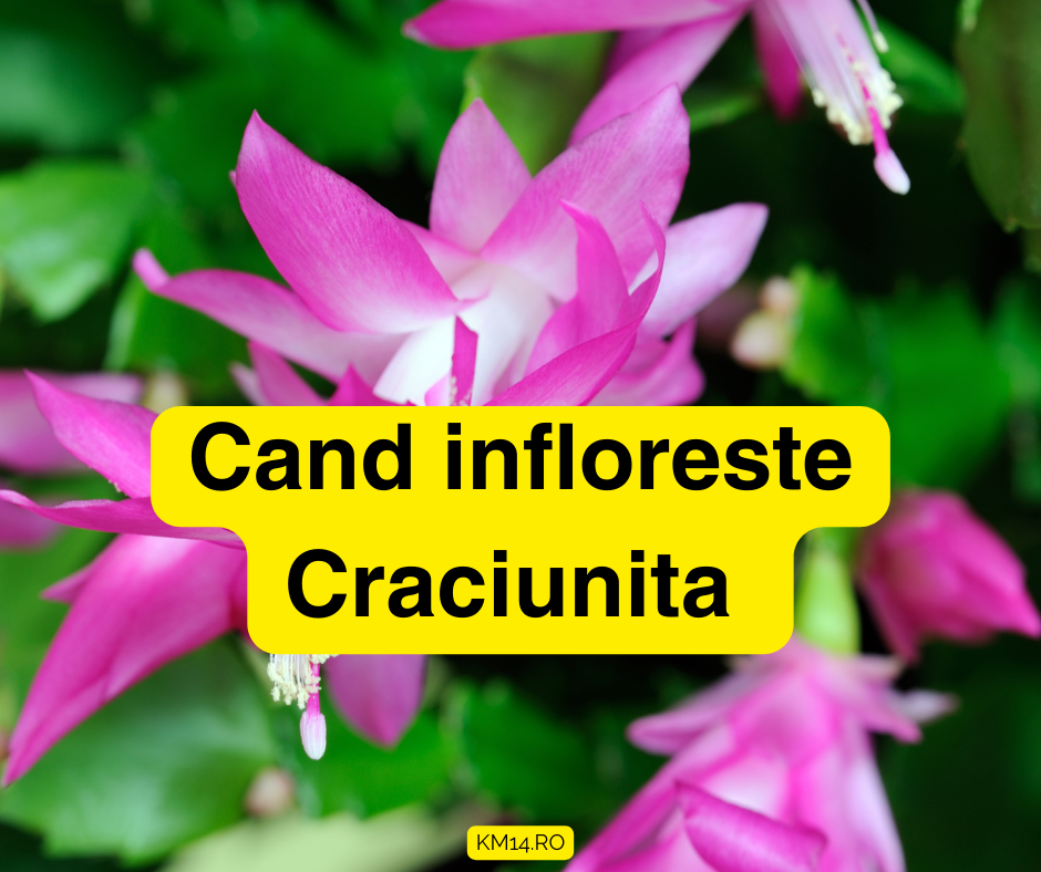 Cand infloreste craciunita - cum o ajutam?