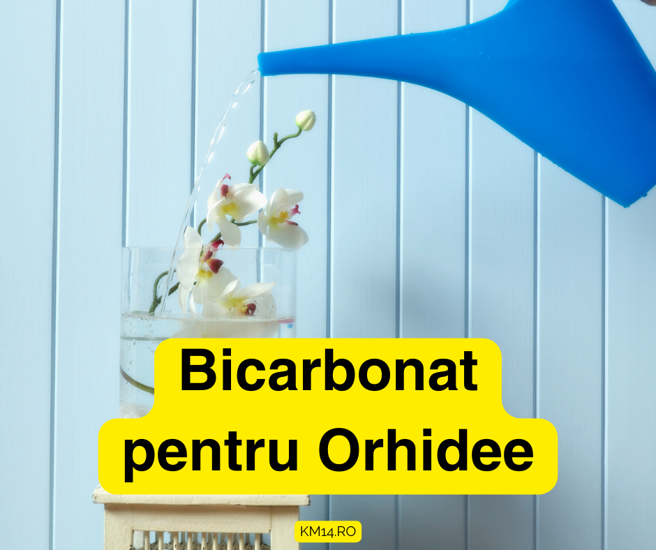 Bicarbonat pentru Orhidee: Cum Poate Ajuta la Îngrijirea Plantei Tale Favorite