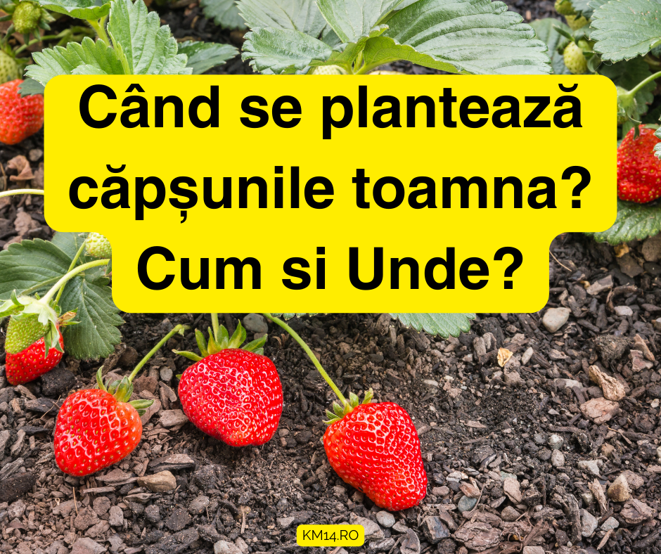 Când se plantează căpșunile toamna? Cum si Unde?