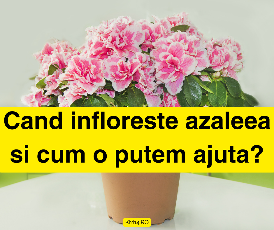 Cand infloreste azaleea si cum o putem ajuta? Ghidul complet pentru îngrijirea lor în ghivece
