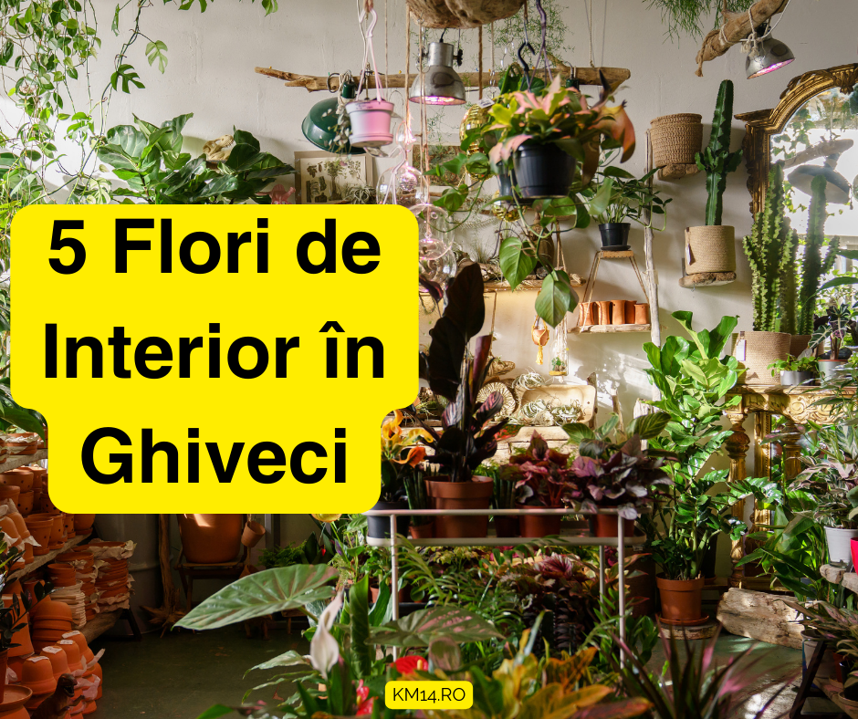 5 Flori de Interior în Ghiveci: Solul Potrivit, Udare, Lumină și Sfaturi de Îngrijire