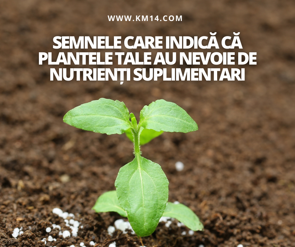 Semnele Care Indică Că Plantele Tale au Nevoie de Nutrienți Suplimentari