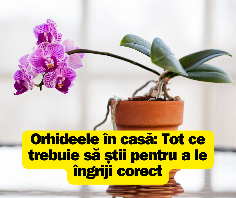 Orhideele în casă: Tot ce trebuie să știi pentru a le îngriji corect