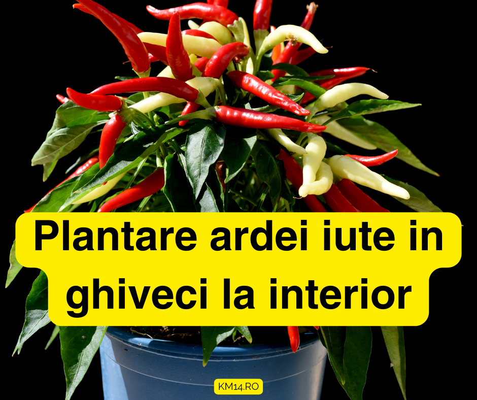 Plantare ardei iute in ghiveci - Ghidul Picant pentru Grădinăritul Urban