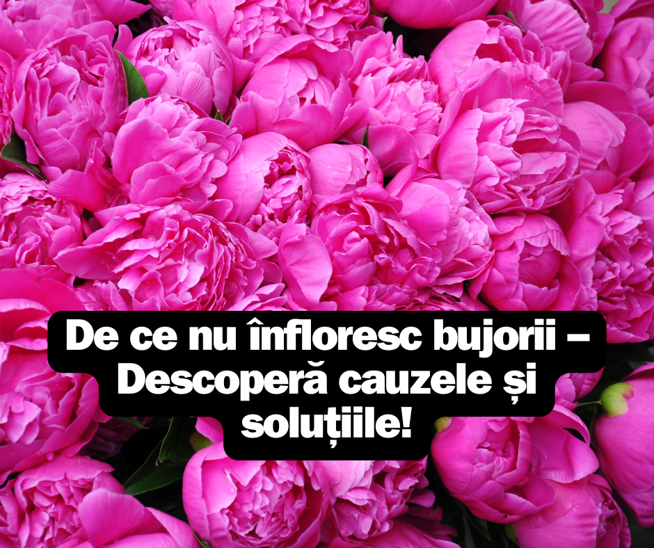 De ce nu înfloresc bujorii – Descoperă cauzele și soluțiile!