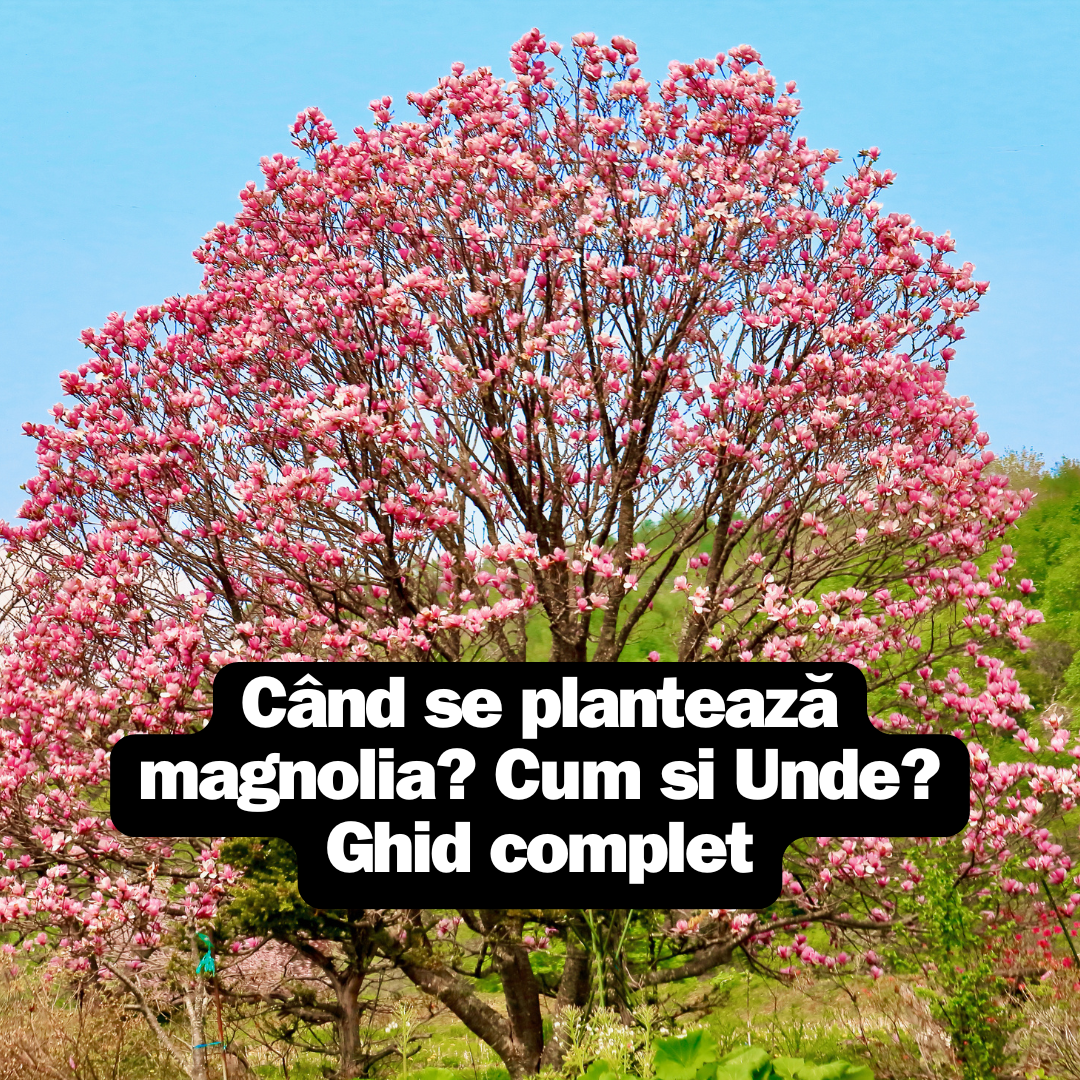 Când se plantează magnolia? Tot ce trebuie sǎ știi