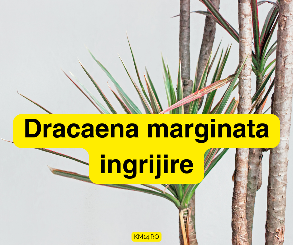 Dracaena marginata ingrijire