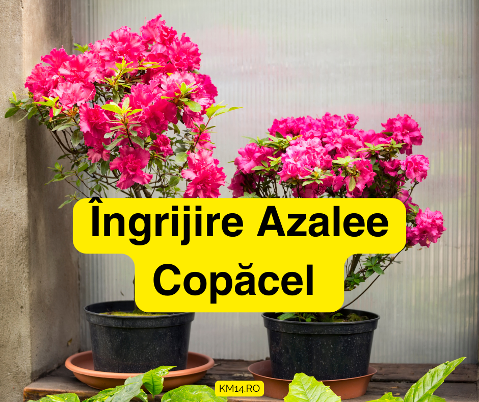 Îngrijire Azalee Copăcel sau Azalee cu port inalt - Substrat, Fertilizare, Pericole - ghid complet
