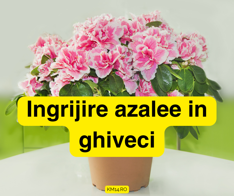 Ingrijire azalee in ghiveci - Ghid complet