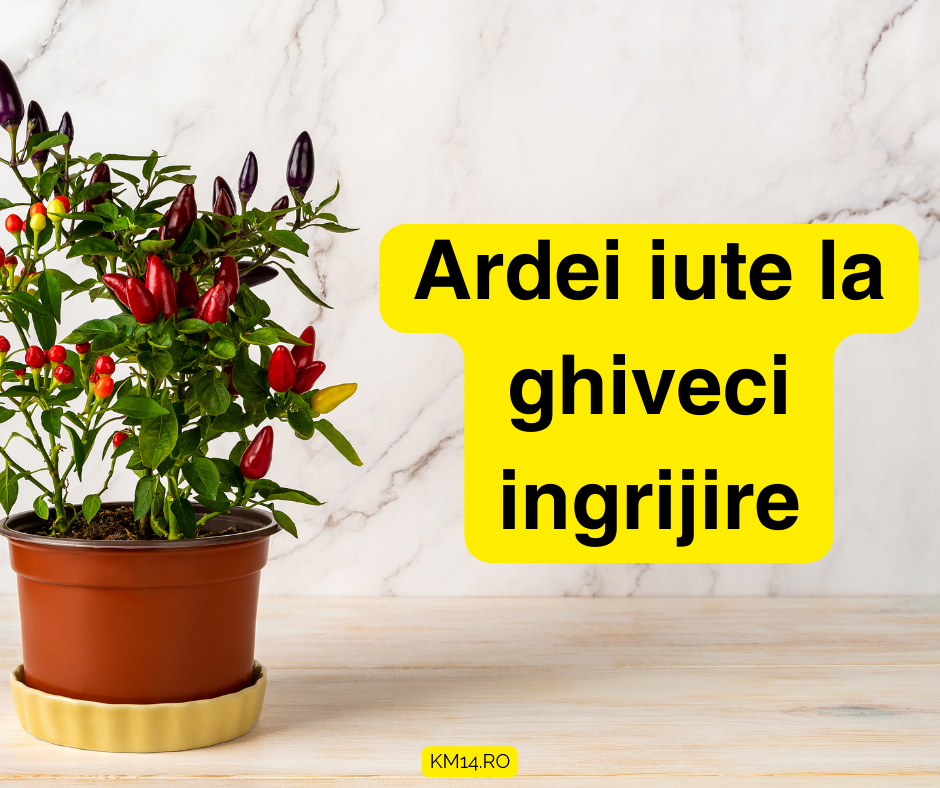 Ardei iute la ghiveci ingrijire - ghid complet!