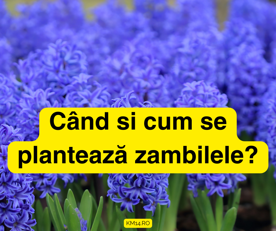 Când si cum se plantează zambilele?