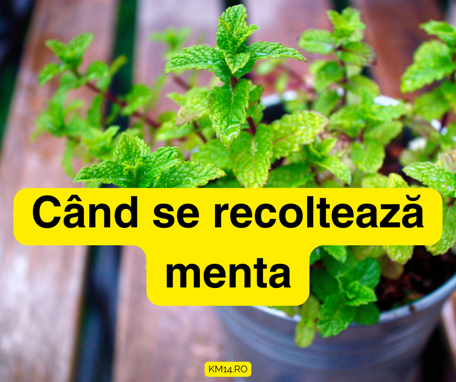 Când se recoltează menta - Descoperă Cel Mai Bun Moment - Tehnici de Recoltare