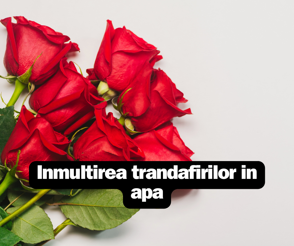 Inmultirea trandafirilor in apa - Pași simpli de urmat