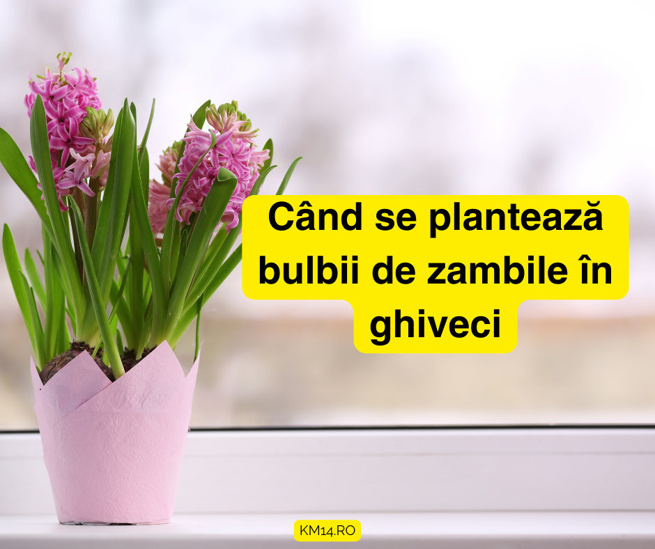 Cand se planteaza bulbii de zambile in ghiveci : Tot Ce Trebuie Să Știi