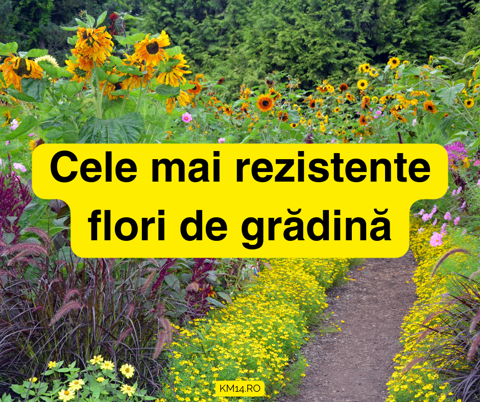 TOP 10 Cele mai rezistente flori de grădină: Lumina, Pamant, Udare - ghidul tău complet