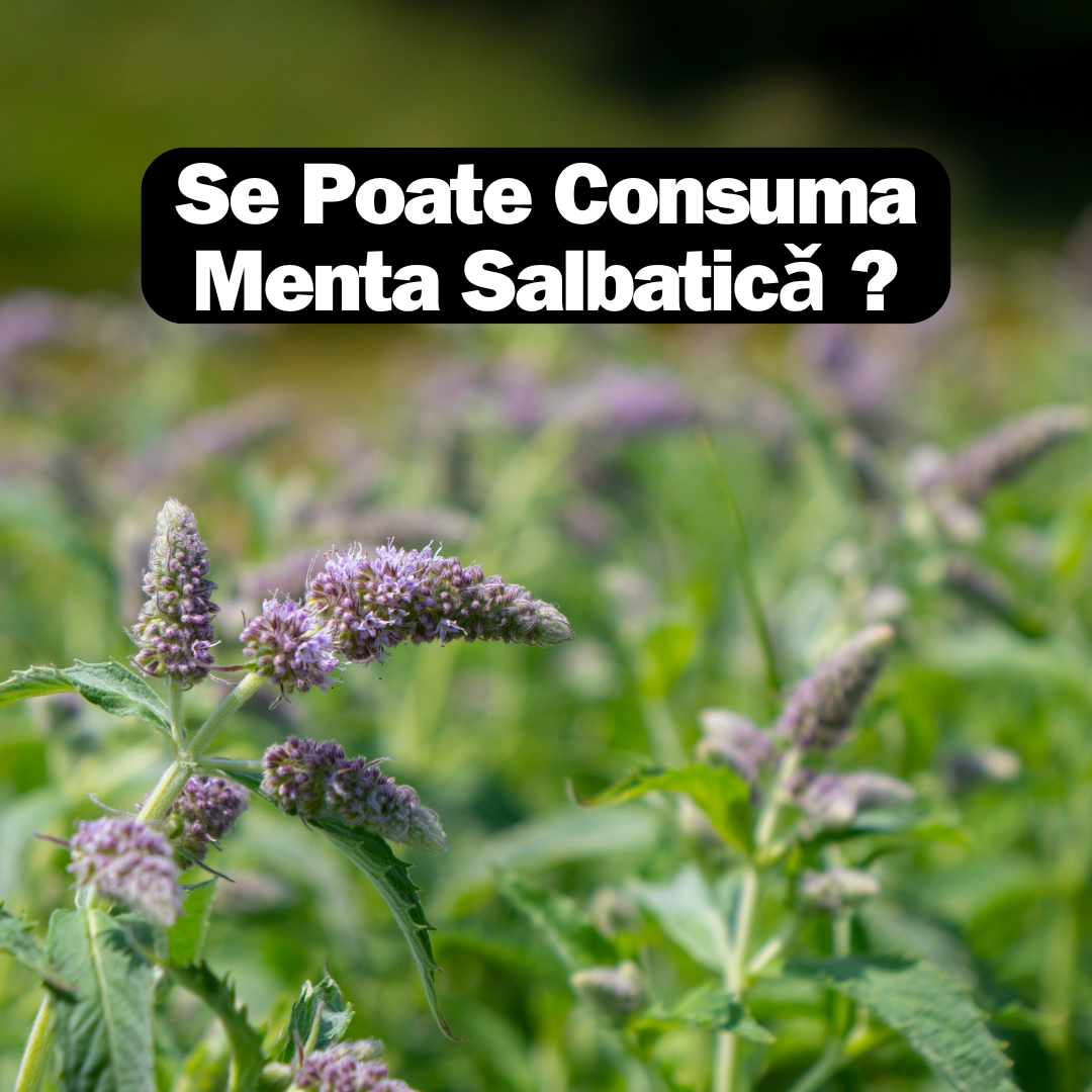 Se Poate Consuma Menta Salbatica ?