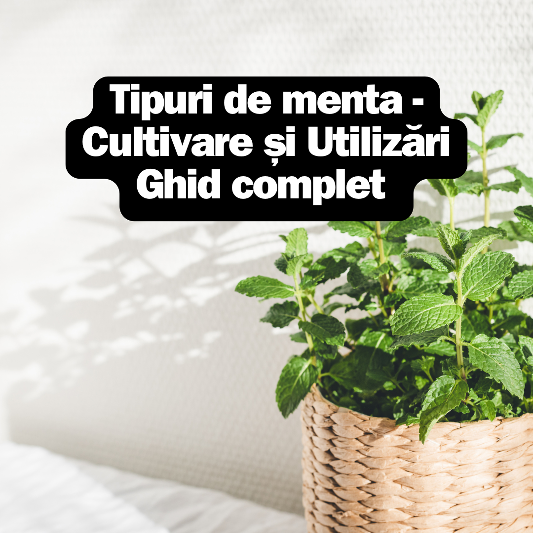Tipuri de menta - Cultivare și Utilizări