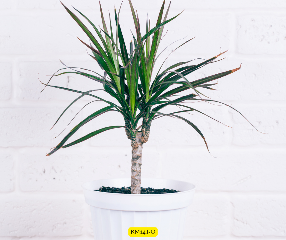 dracaena