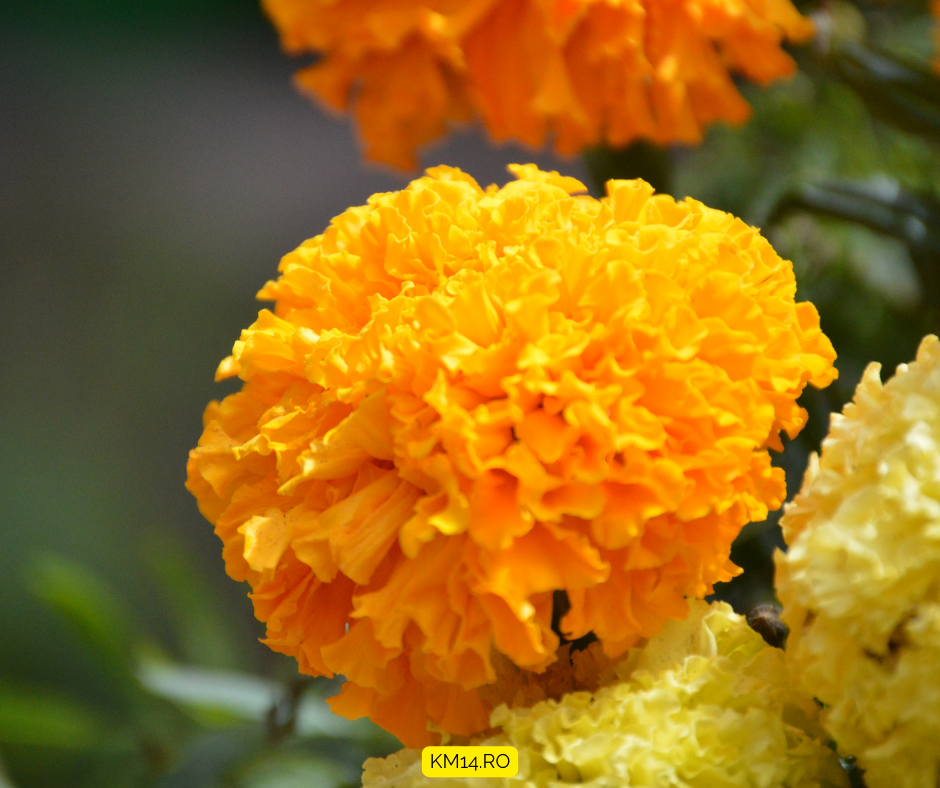 Crăiță (Tagetes