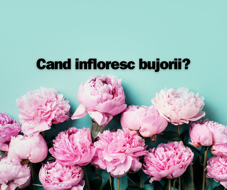Cand Infloresc Bujorii in România?