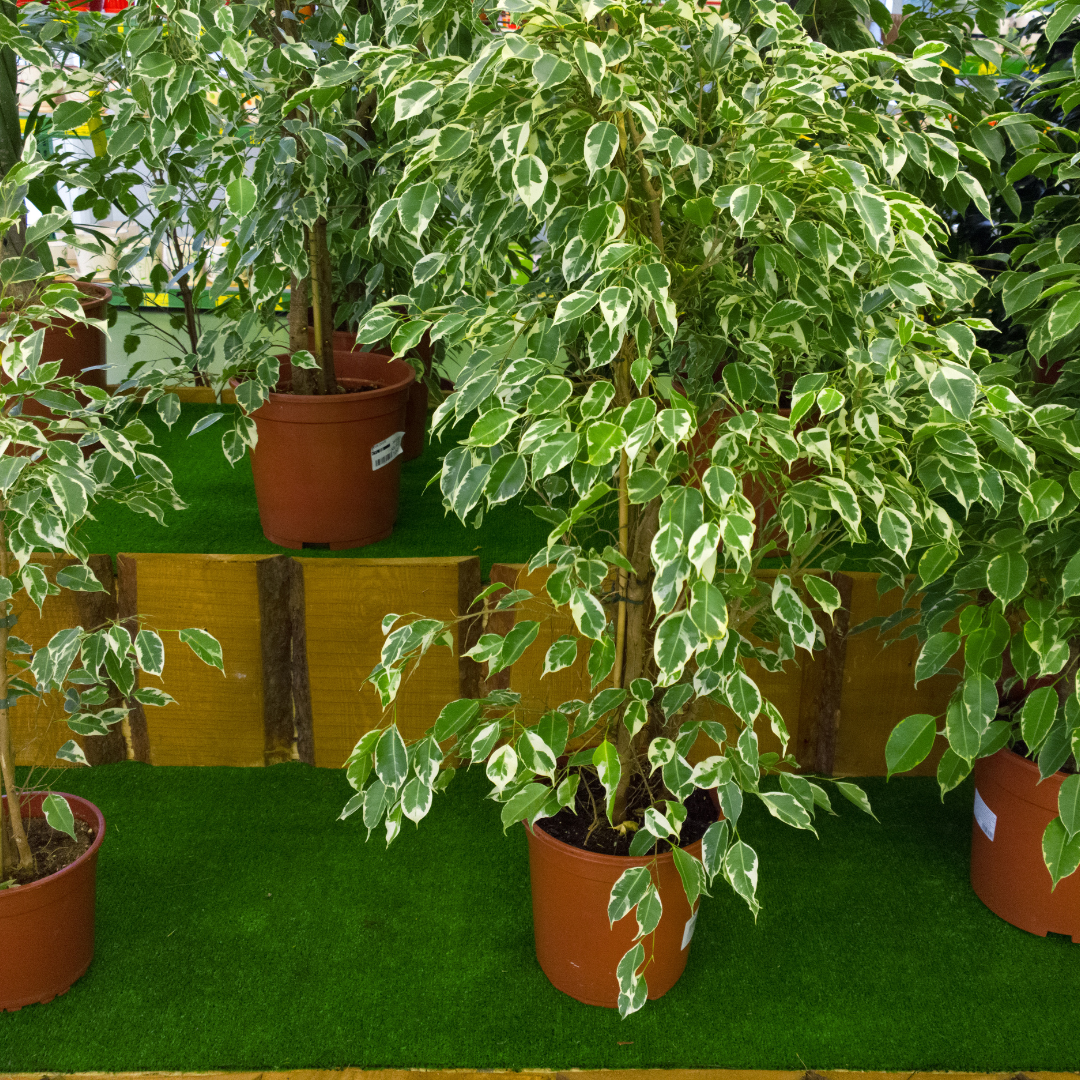 Ficus benjamina ingrijire