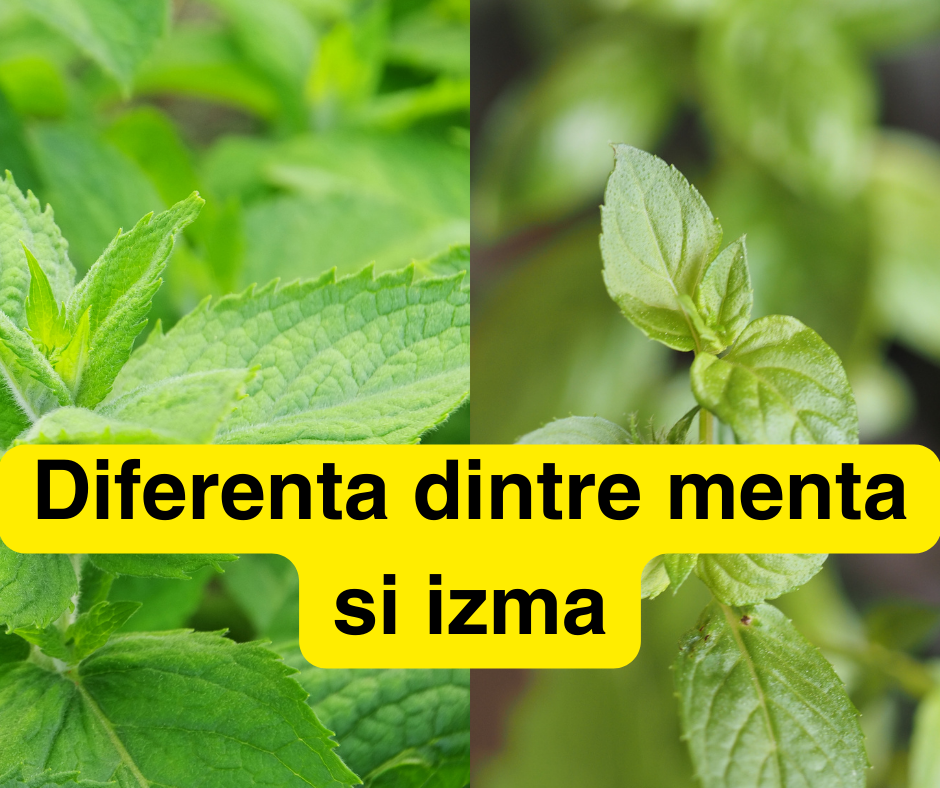 Descoperă Diferența Între Mentă și Izma