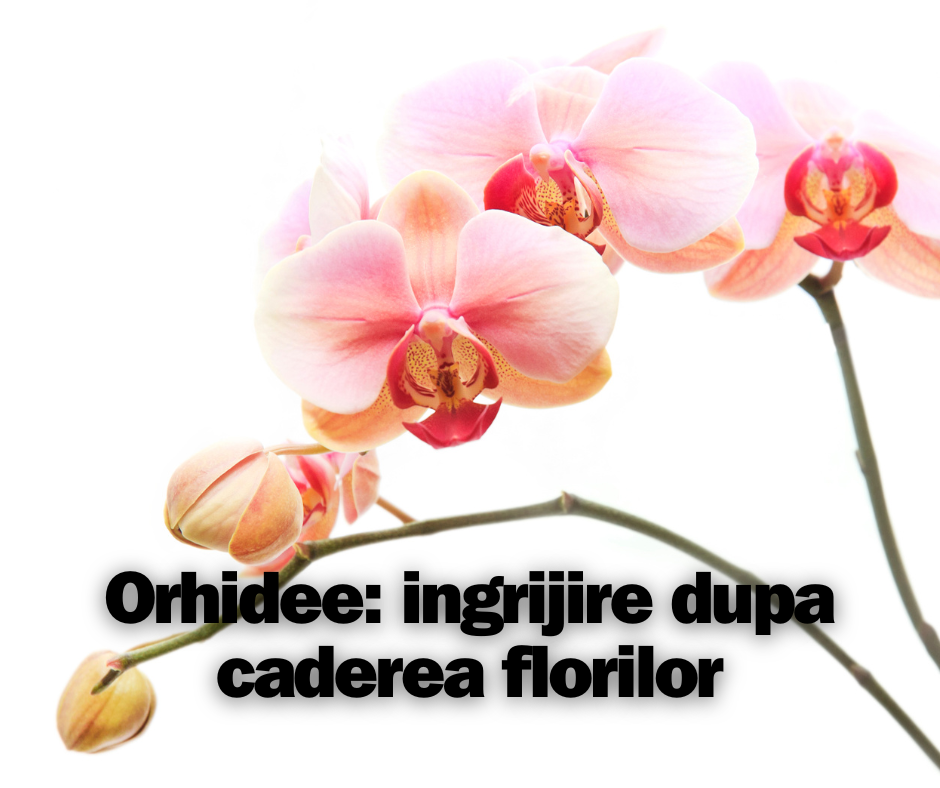 Orhidee: Ingrijire dupa caderea florilor