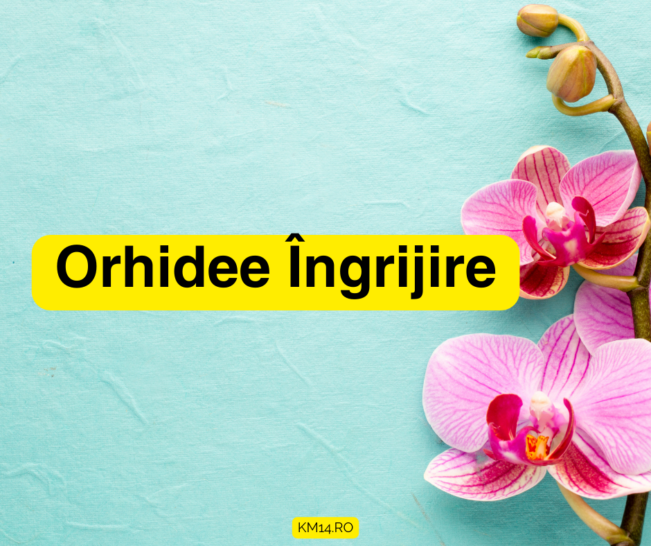 Orhidee Îngrijire - ghid complet - Lumină, udare, umiditate, sol, temperatura, fertilizare si probleme