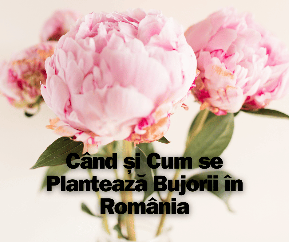 Când și Cum se Plantează Bujorii în România