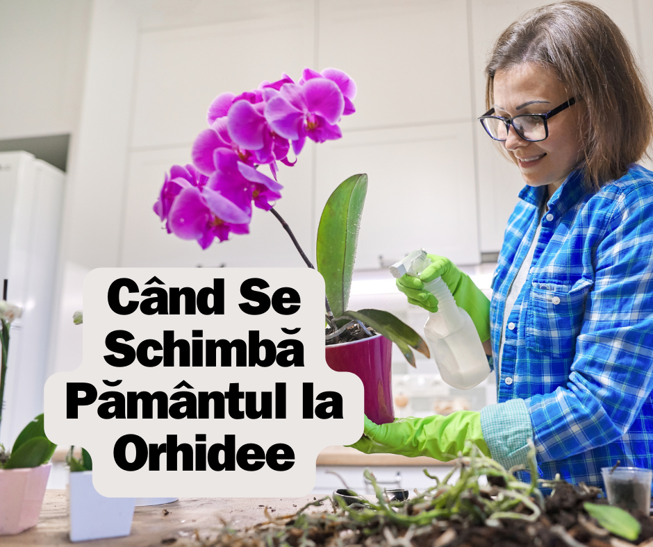 Când Se Schimbă Pământul la Orhidee: Beneficii, Pași de urmat