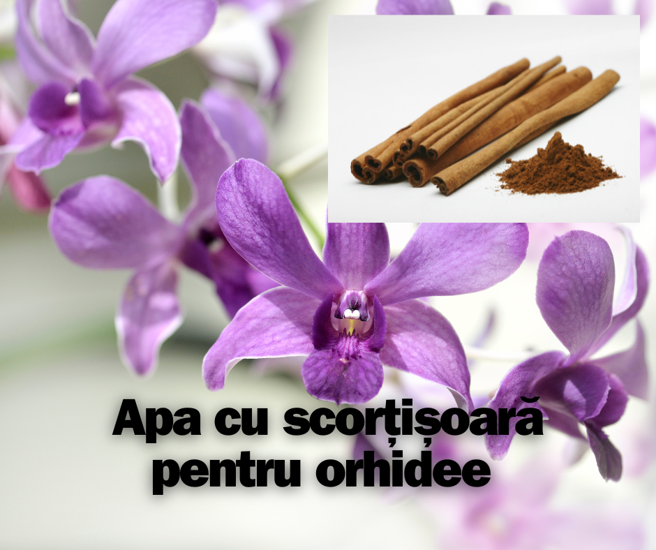 Apa cu scorțișoară pentru orhidee. Beneficii, Preparare si Utilizare