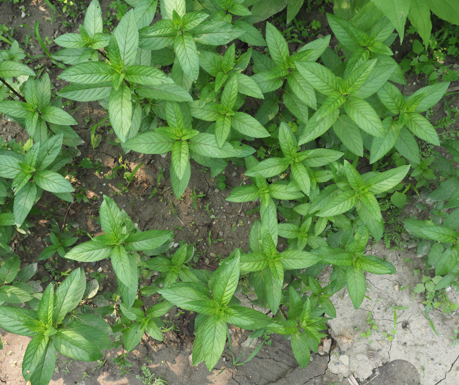 Diferenta dintre menta si izma