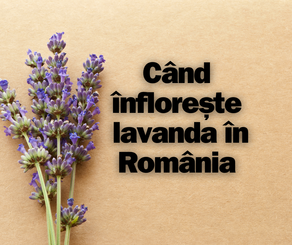 Când înflorește lavanda în România: Tot ce trebuie să știi despre perioada de înflorire a lavandei în țara noastră