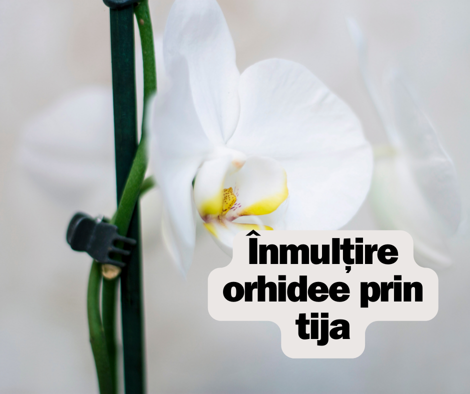 Înmulțire orhidee prin tija