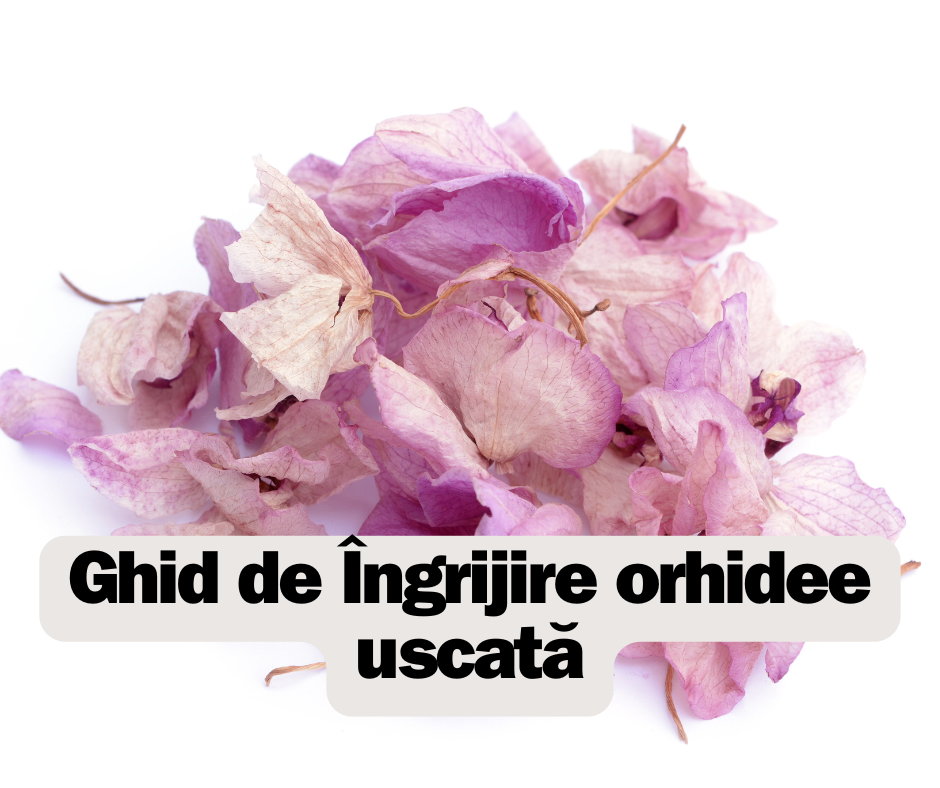 Îngrijire orhidee uscată: Ghid complet pentru a readuce la viață orhideea ta