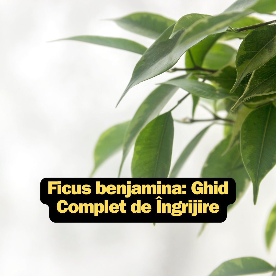 Ficus benjamina: Ghid Complet de Îngrijire
