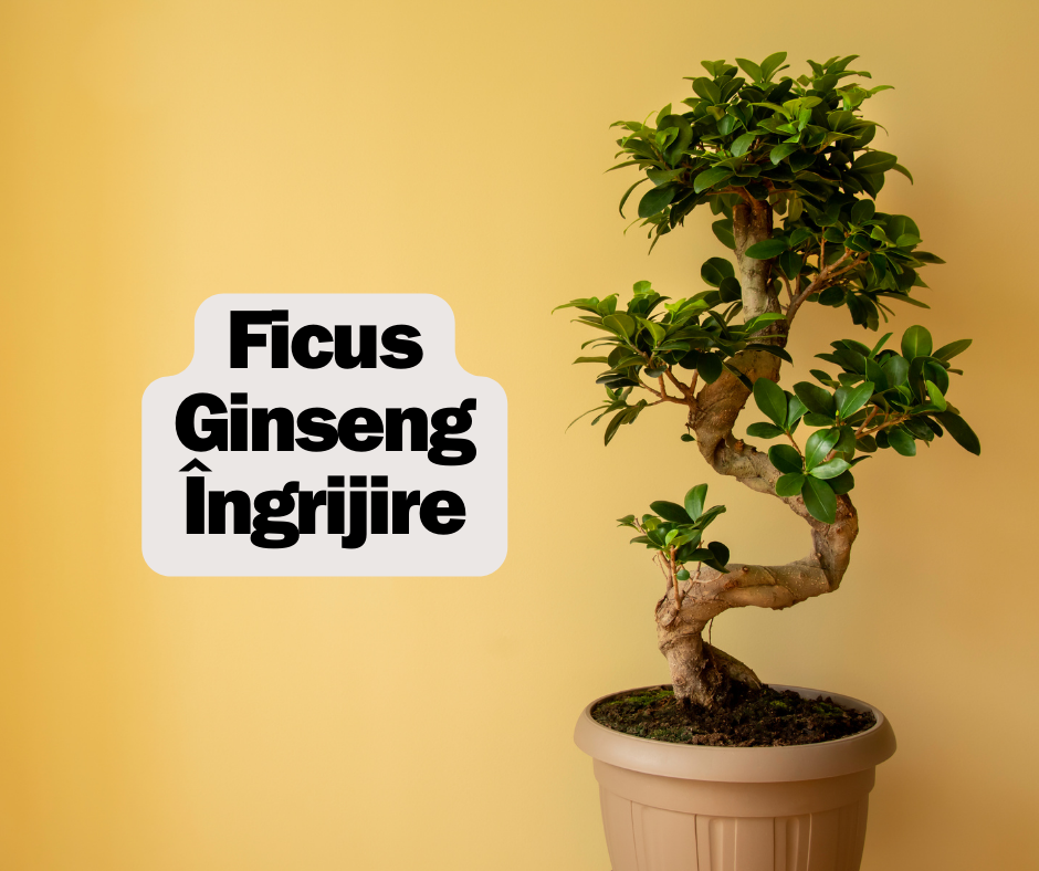 Ficus Ginseng Îngrijire – Ghid Complet pentru Plante Sănătoase