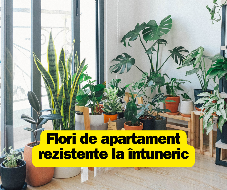 Flori de apartament rezistente la întuneric