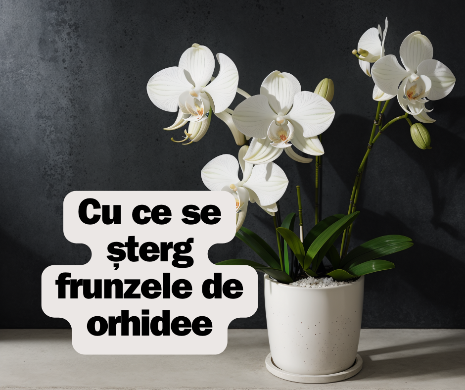 Cu ce se șterg frunzele de orhidee: Ghid pentru ingrijirea orhideelor
