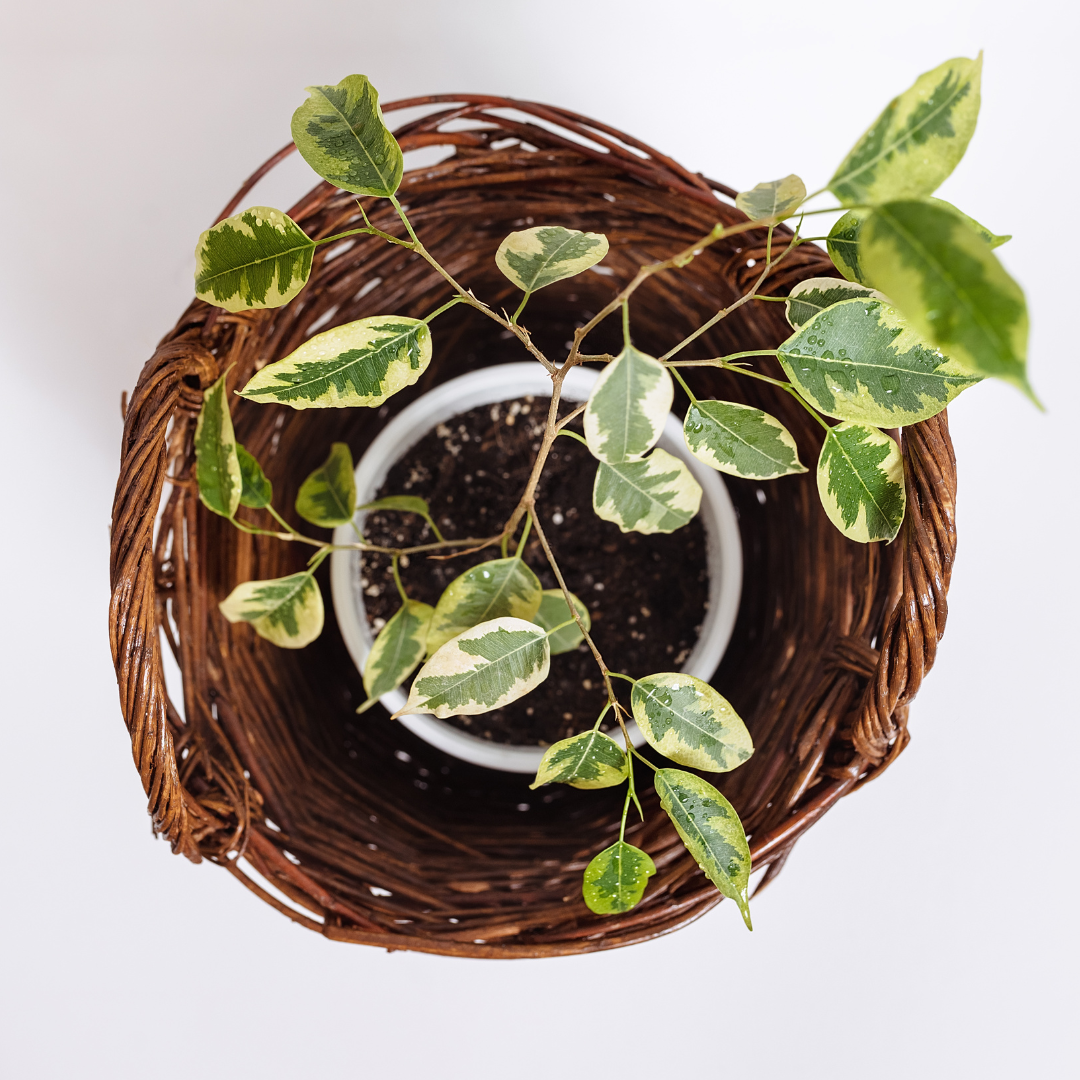 Ficus benjamina ingrijire