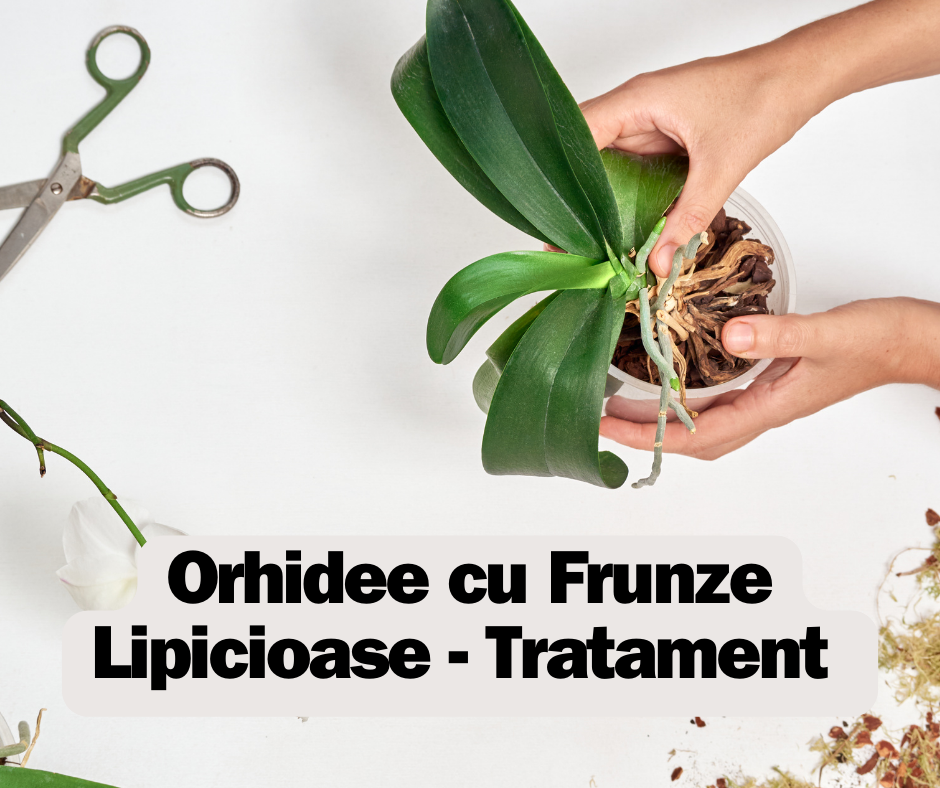 Orhidee cu Frunze Lipicioase - Tratament