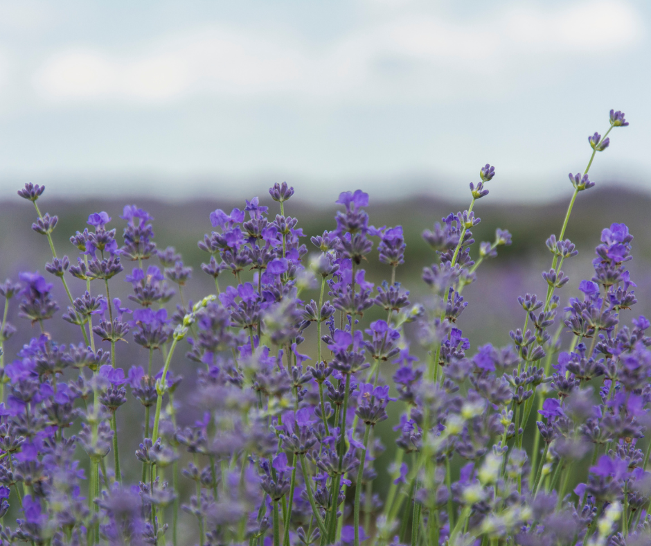 Când înflorește lavanda