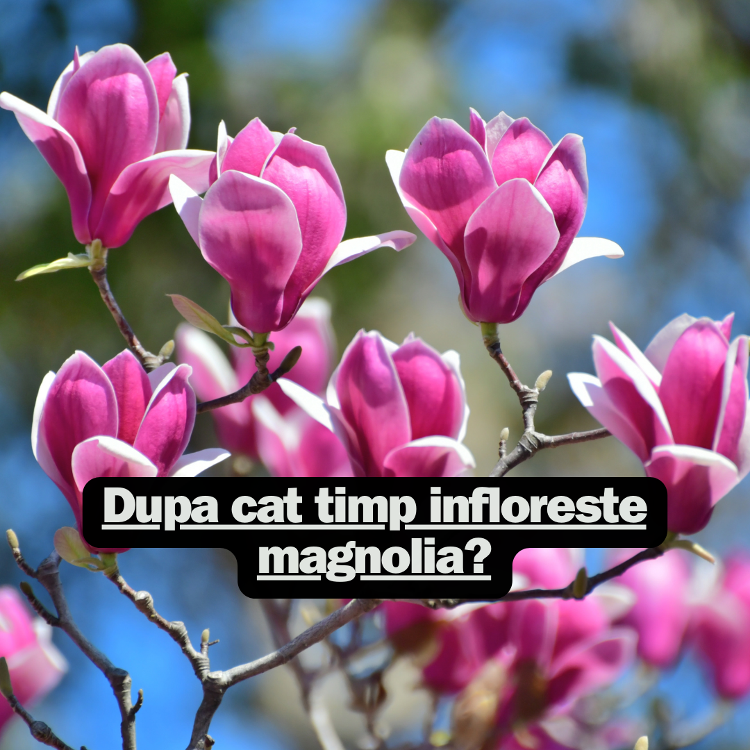 Dupa cat timp infloreste magnolia - Speciile timpurii, sfaturi de plantare si creștere, pericole si fertilizare