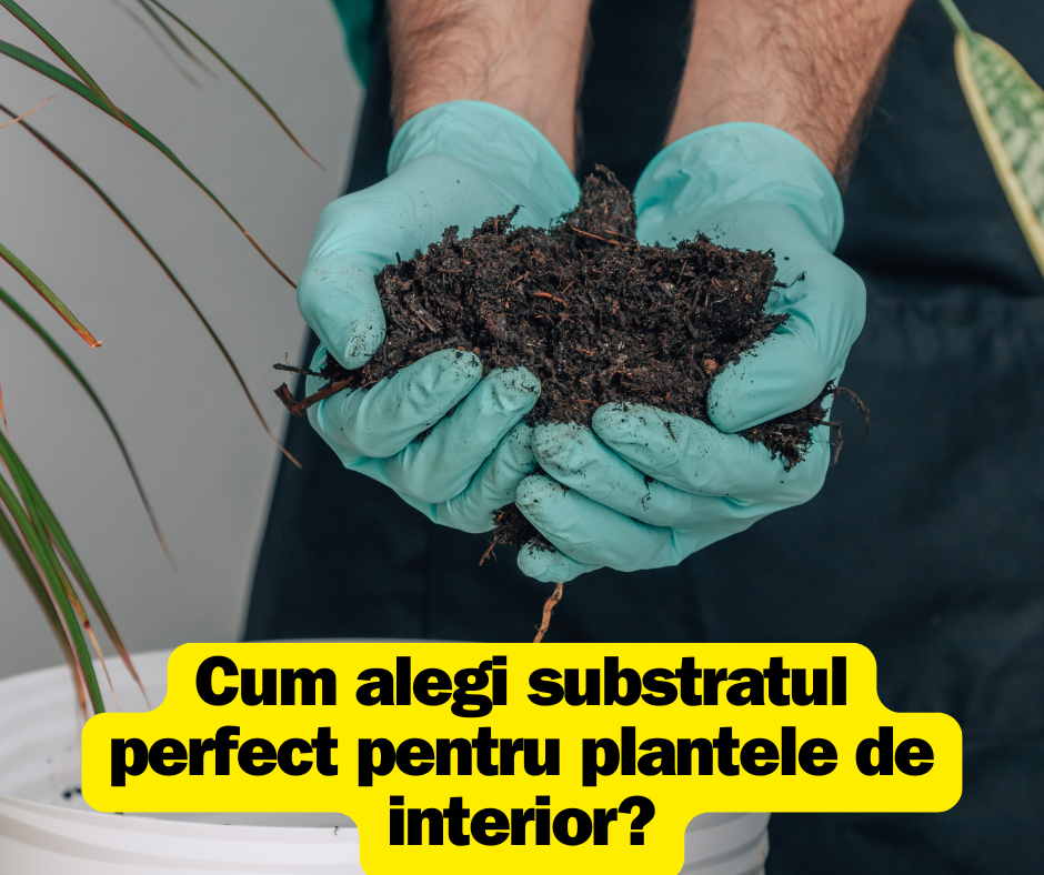 Cum alegi substratul perfect pentru plantele de interior? Ghid complet pentru 2025