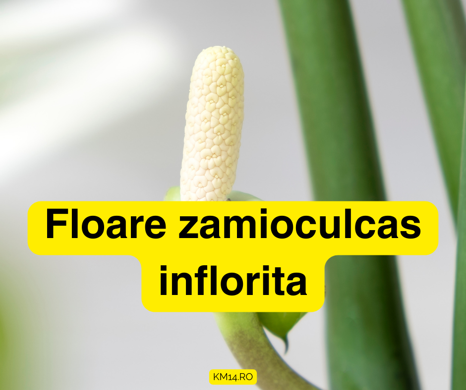 Floare zamioculcas inflorita - ce trebuie sa facem pentru a o ajuta ?